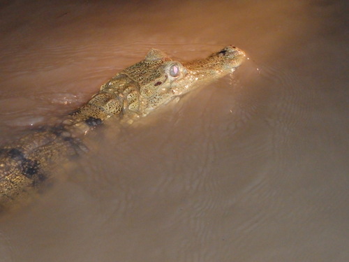 Corto Maltes, Amazonia.